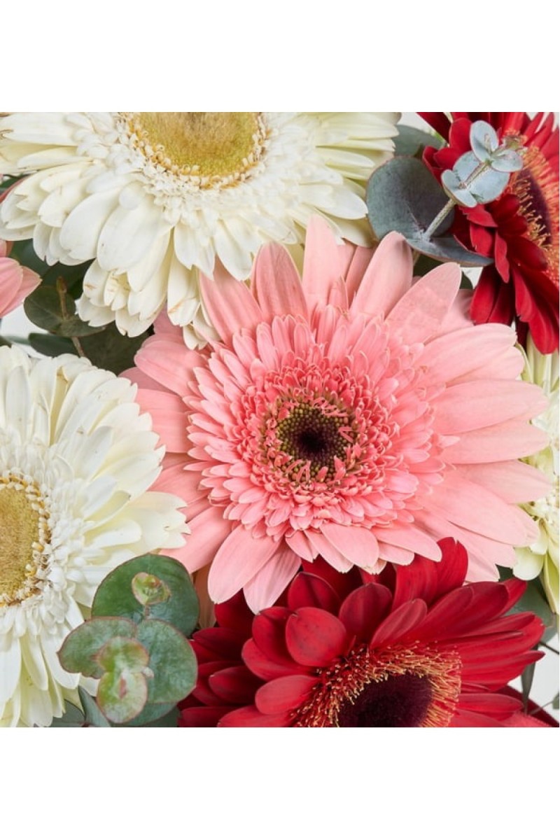 Cam Vazoda Beyaz, Kırmızı ve Pembe Gerbaralar