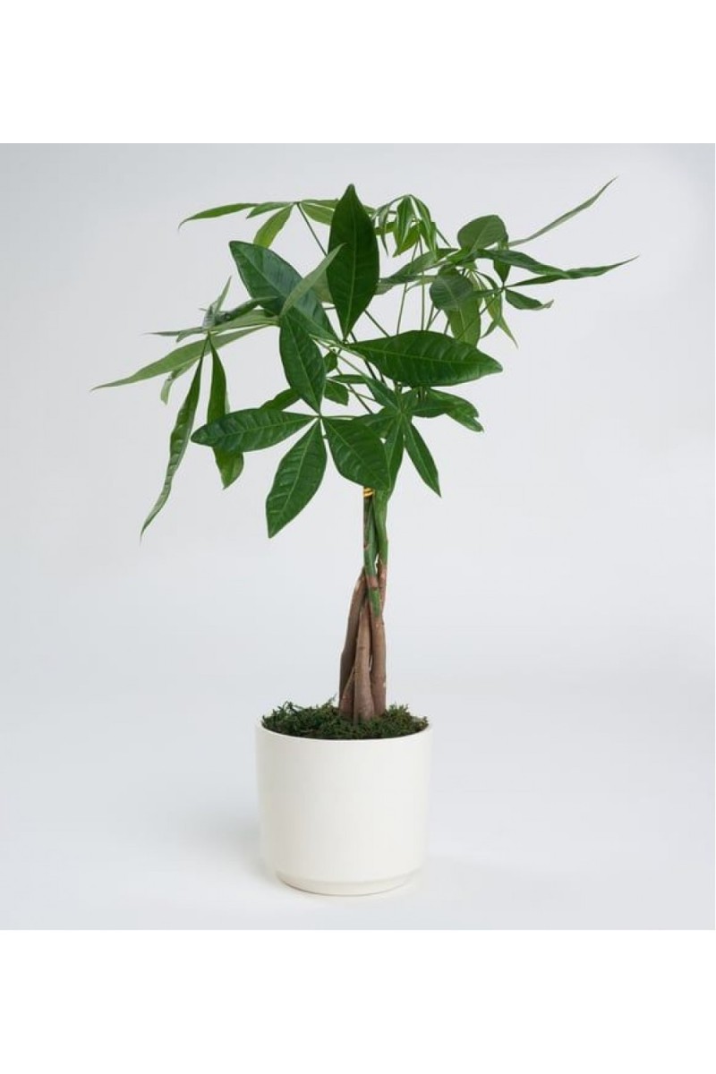 Para Ağacı Pachira