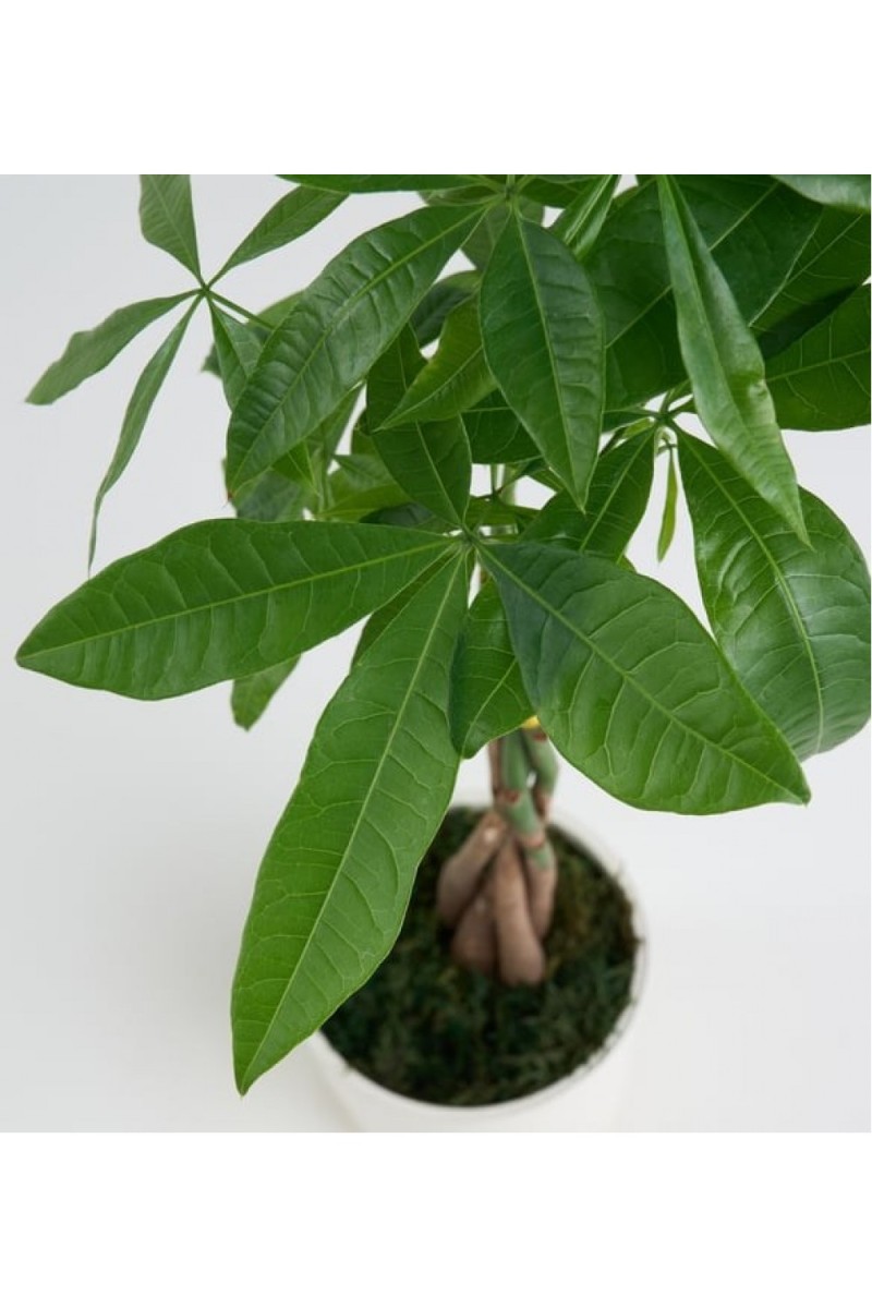 Para Ağacı Pachira