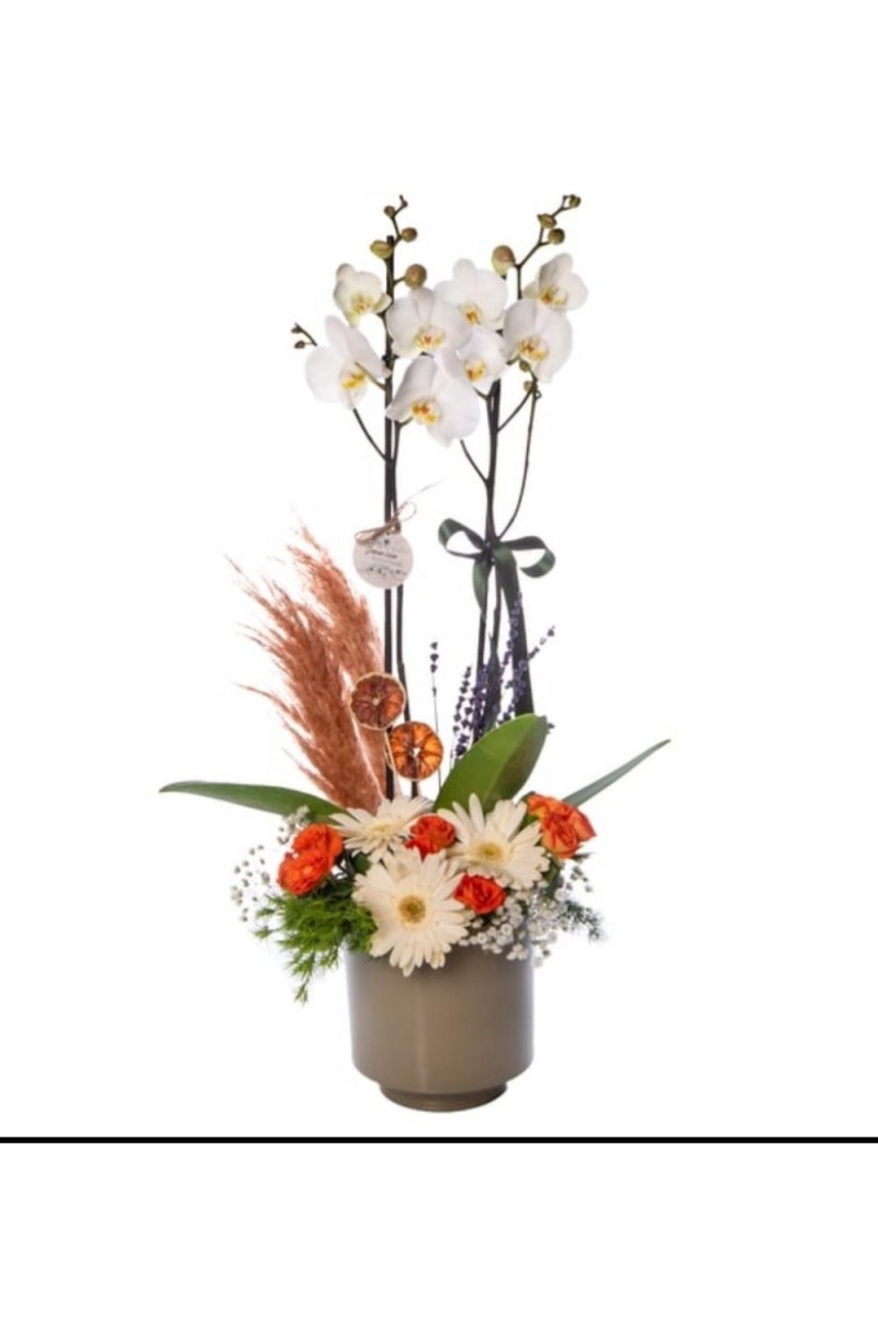 Saksıda Papatya ve Gül Süslemeli Beyaz 2 dal Orkide