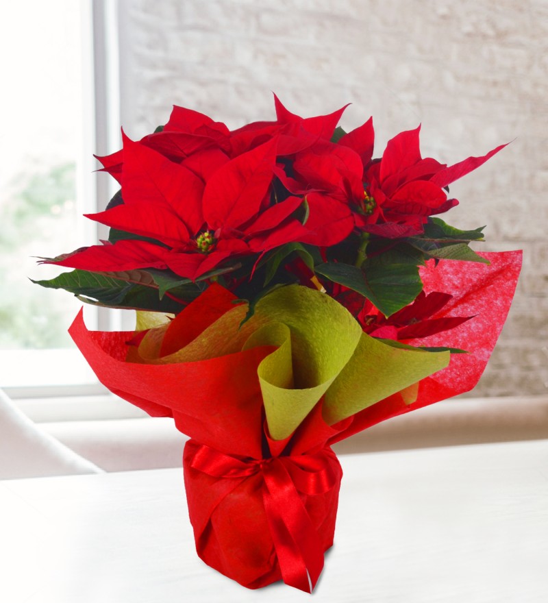 Ponsetya Çiçeği (Atatürk çiçeği)