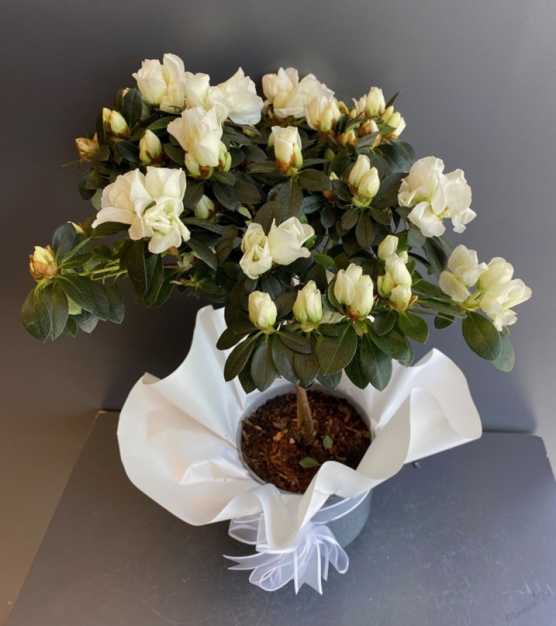 Baston Açelya (RENK FARKLILIKLARI OLABİLMEKTEDİR)