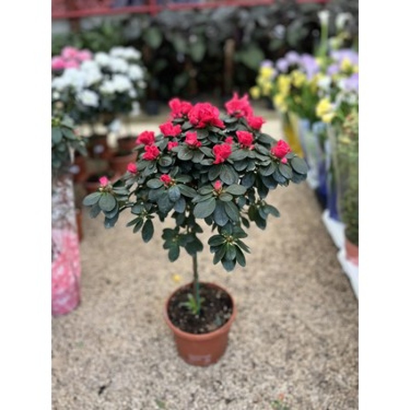 Baston Açelya (RENK FARKLILIKLARI OLABİLMEKTEDİR)