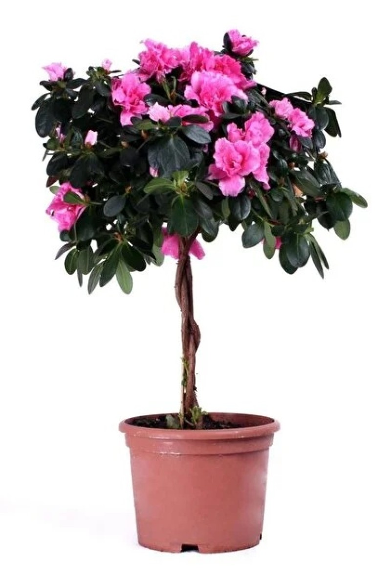 Baston Açelya (RENK FARKLILIKLARI OLABİLMEKTEDİR)