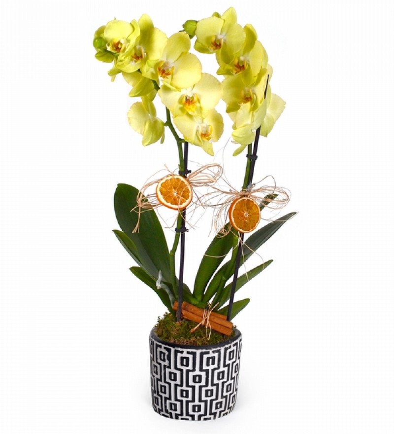 Tasarım Seramikte Sarı Orkide