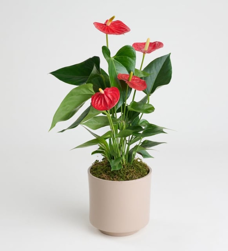 Beton Saksıda Antoryum - Flamingo Çiçeği