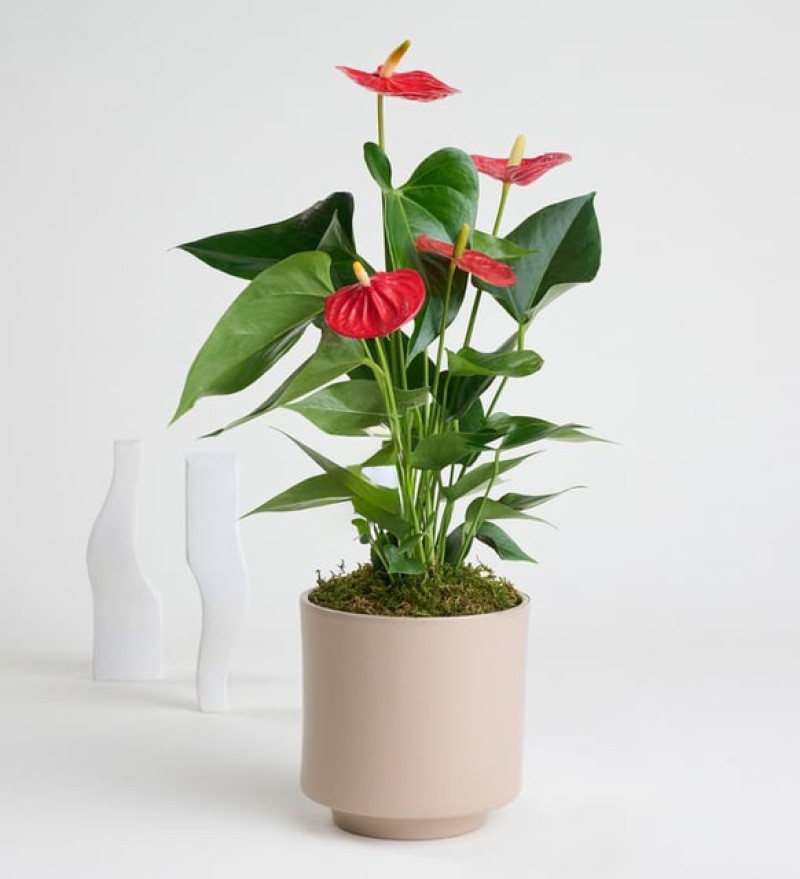 Beton Saksıda Antoryum - Flamingo Çiçeği