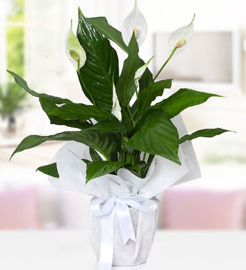 Spatifilyum Barış Çiçeği