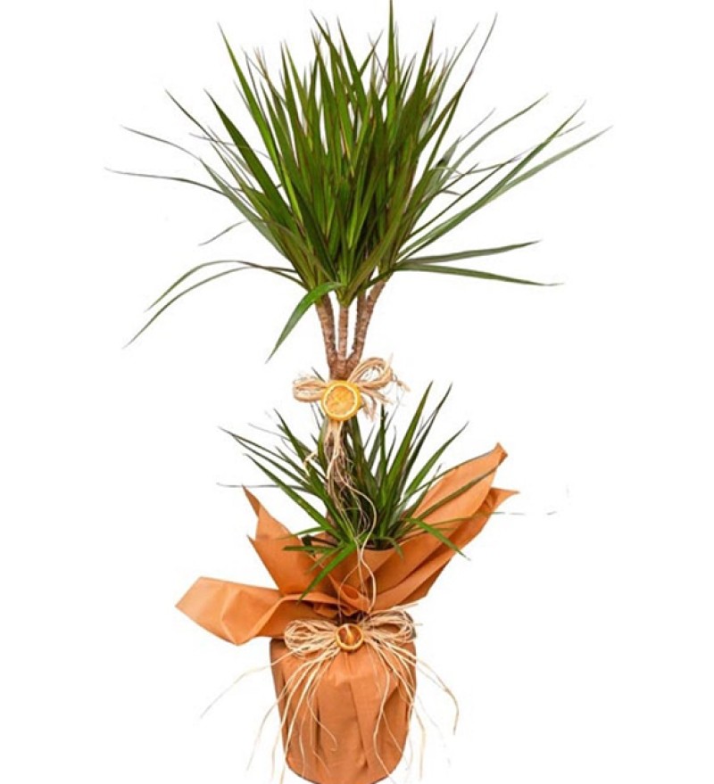 Dracaena Marginata İkili