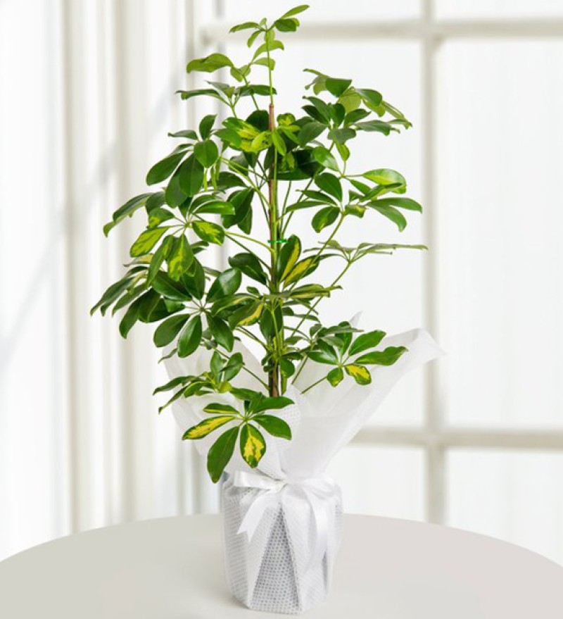 Schefflera Arbicola Orta Boy
