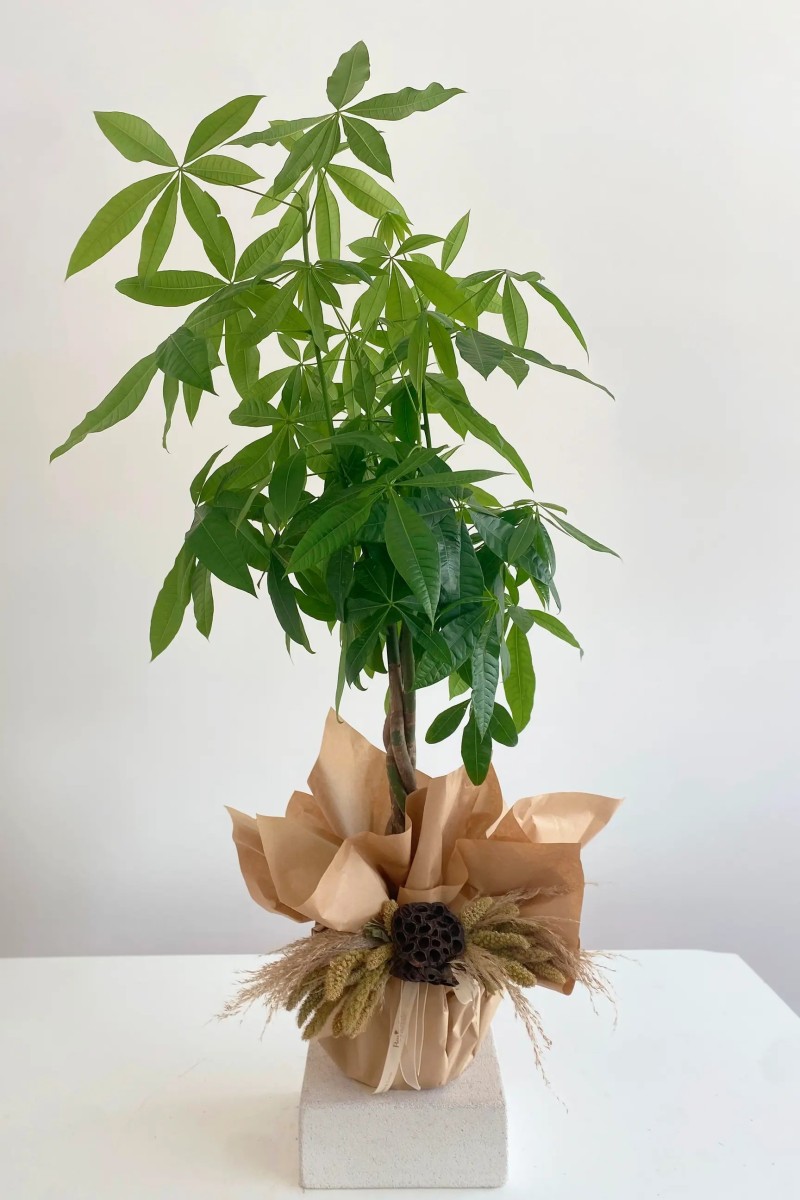 Paçira Bitkisi Ağacı