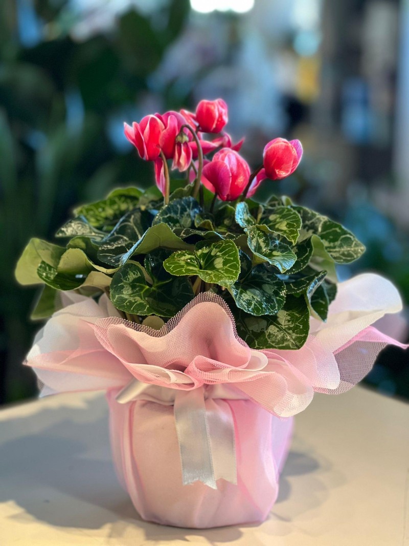 Seklamen Çiçeği  (RENK DEĞİŞİKLİĞİ OLABİLİR)