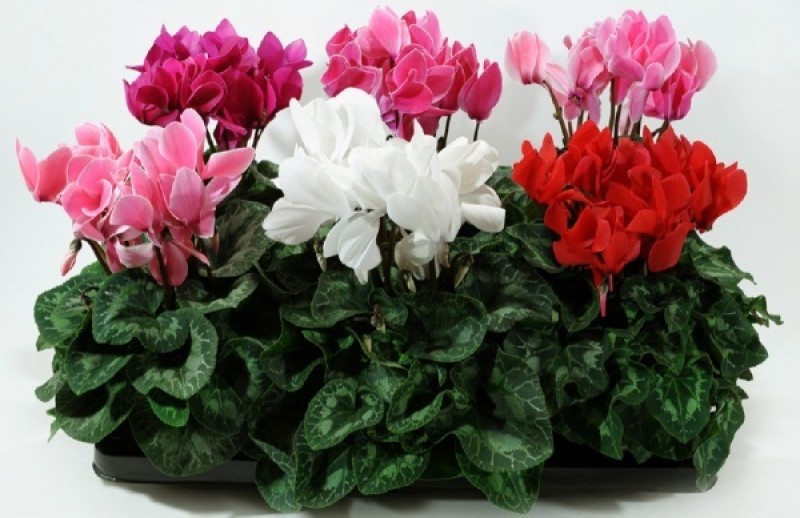 Seklamen Çiçeği  (RENK DEĞİŞİKLİĞİ OLABİLİR)