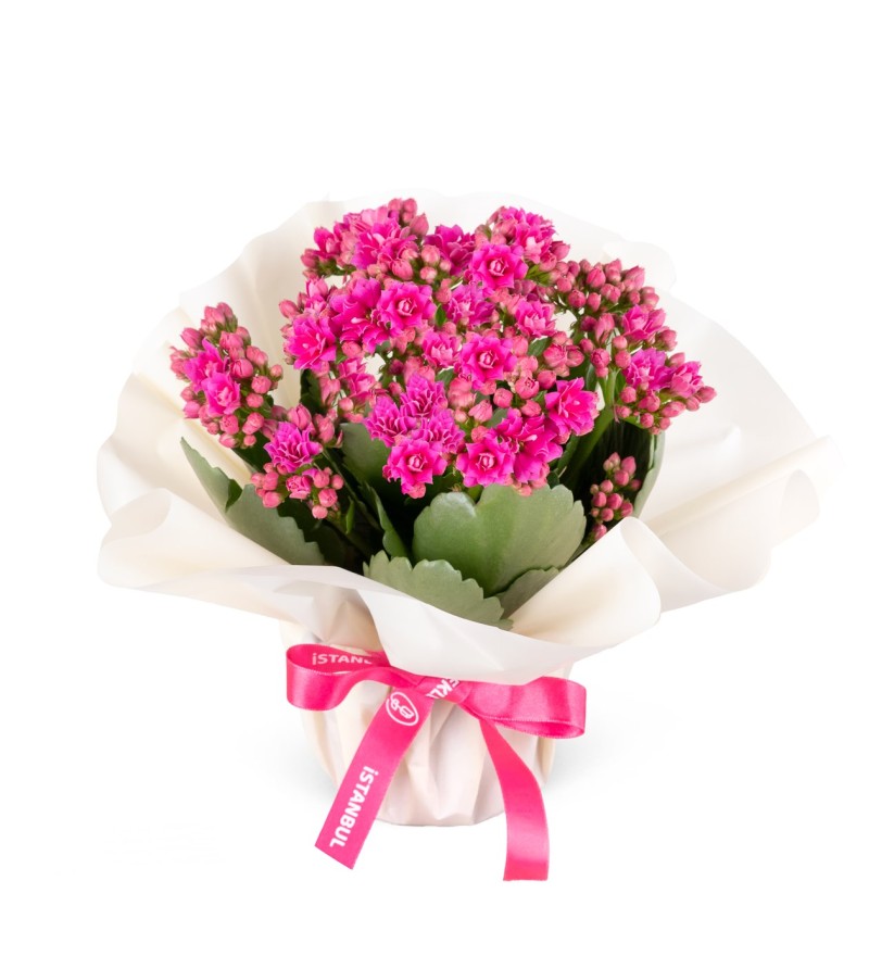 Kalanchoe Çiçeği --- RENK DEĞİŞEBİLMEKTEDİR---