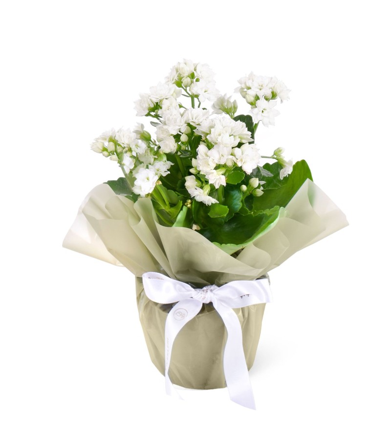 Kalanchoe Çiçeği --- RENK DEĞİŞEBİLMEKTEDİR---