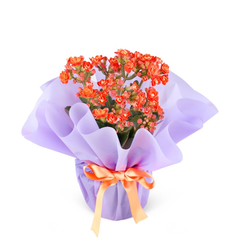 Kalanchoe Çiçeği --- RENK DEĞİŞEBİLMEKTEDİR---