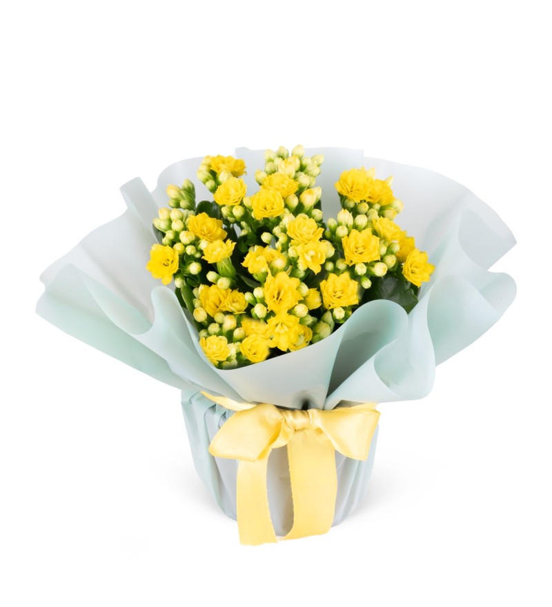 Kalanchoe Çiçeği --- RENK DEĞİŞEBİLMEKTEDİR---