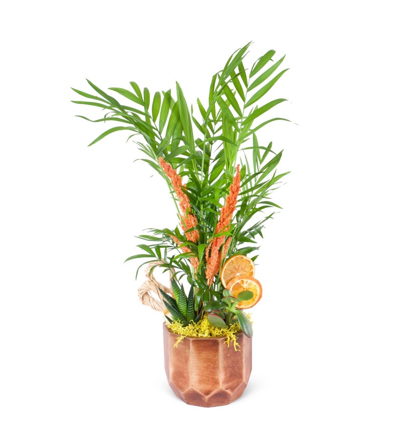  Saksıda Chamadora Aranjmanı