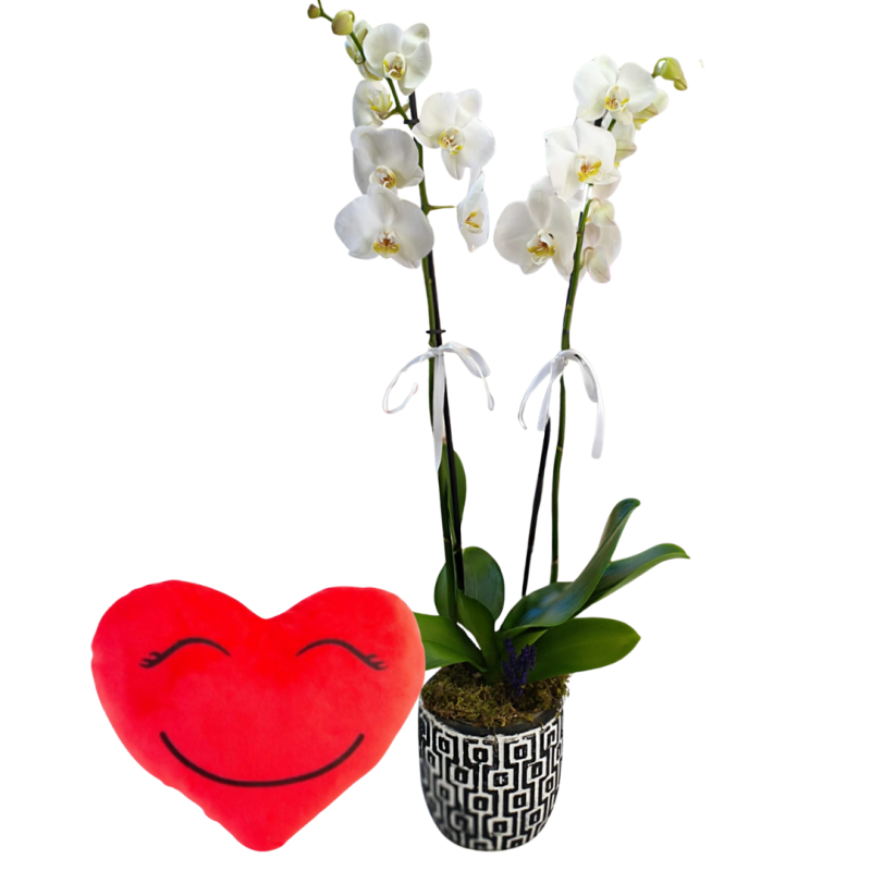 Kalp Sürprizi ORKİDE