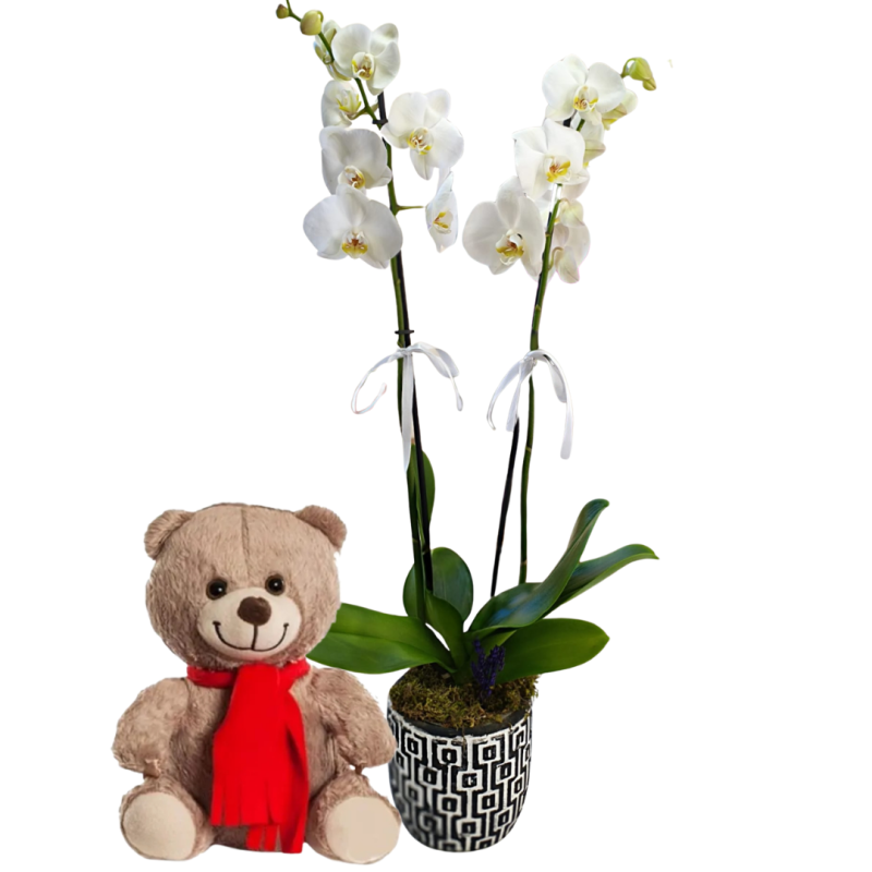 Beyaz Orkide Sürprizi