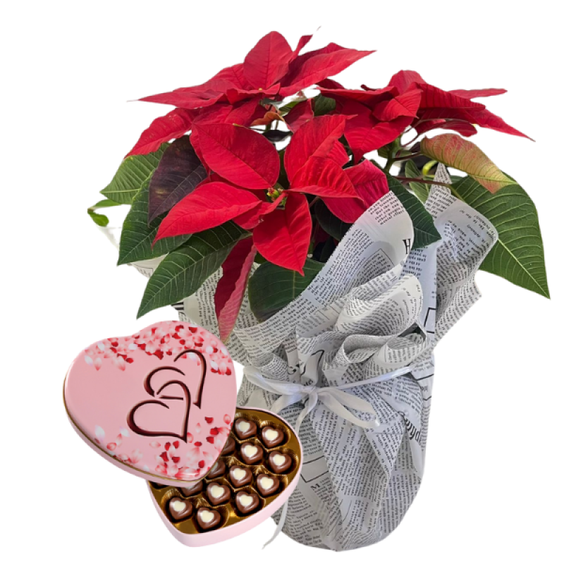 Sevgi Rüzgarı ÇİKOLATA