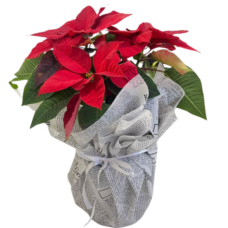 Mutlu  Tebessüm Sebebidir