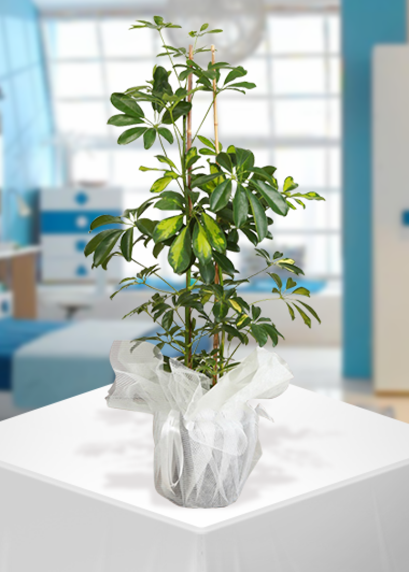 2′li Şeflera Saksı Çiçeği