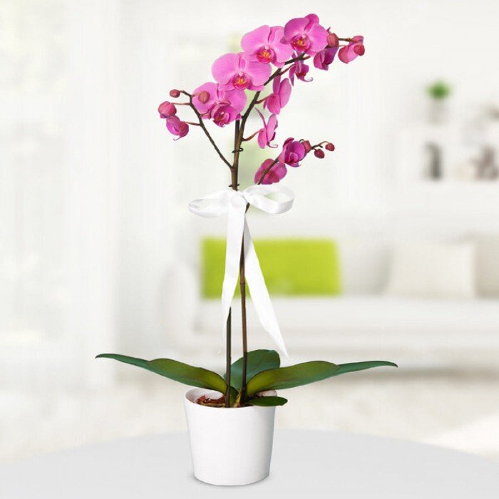 Tek Dallı Pembe Orkide