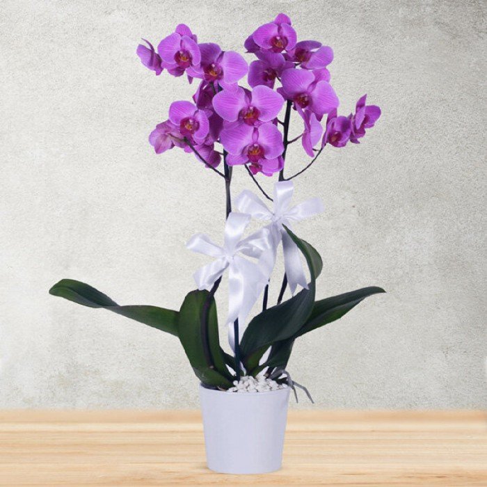 Çiftli Mor Orkide