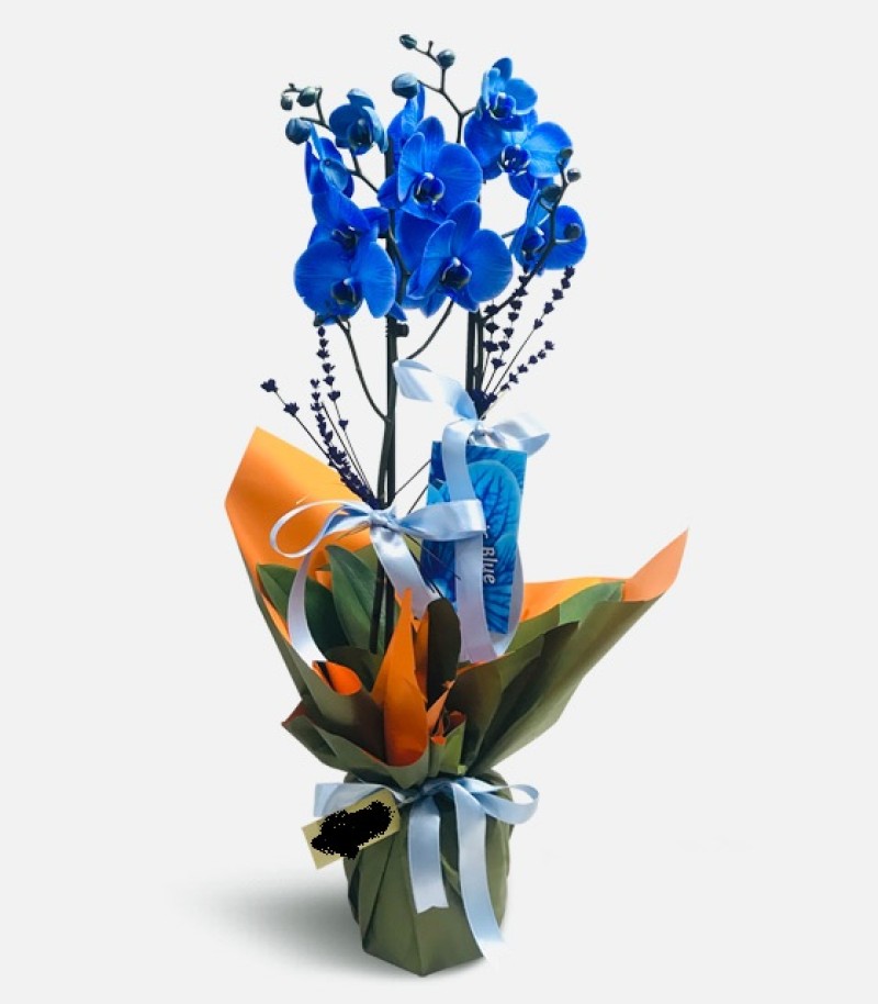 İki Dal Mavi Orkide Çiçeği