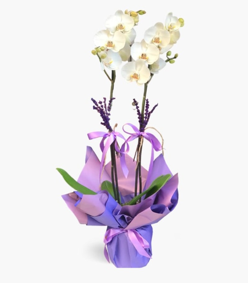 Çiftli Beyaz Orkide ve Lavanta