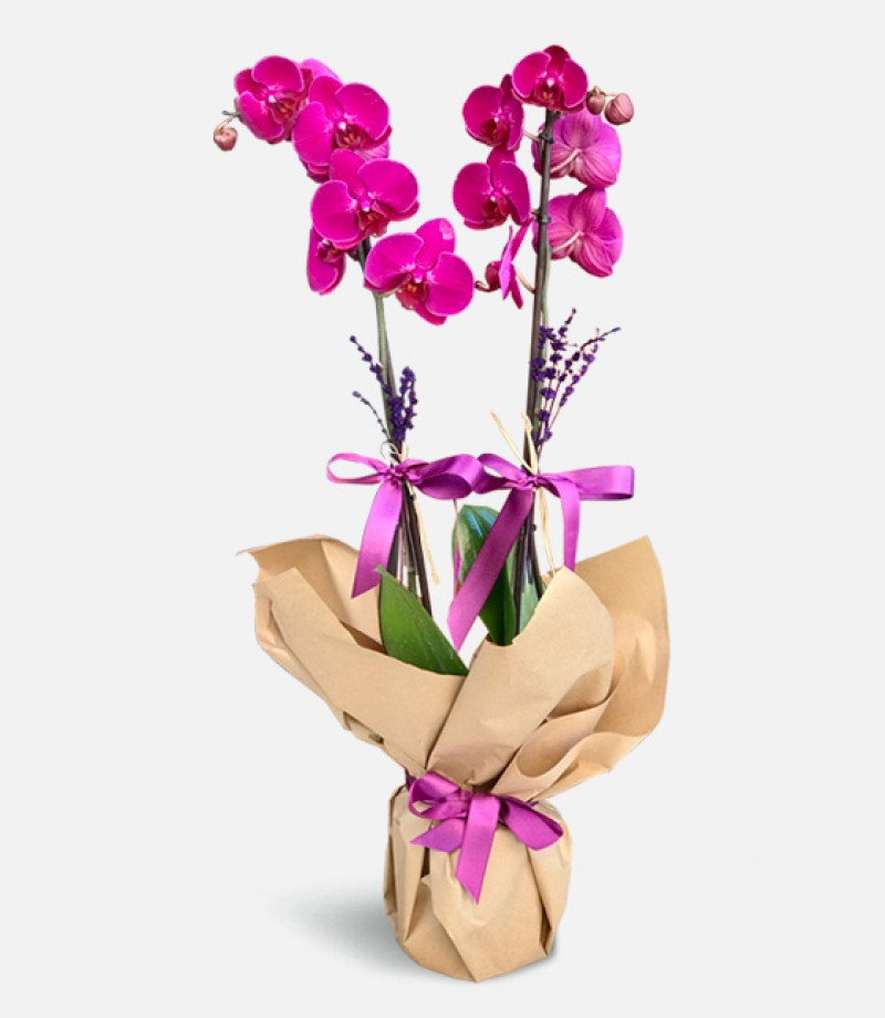 İki Dallı Mor Orkide