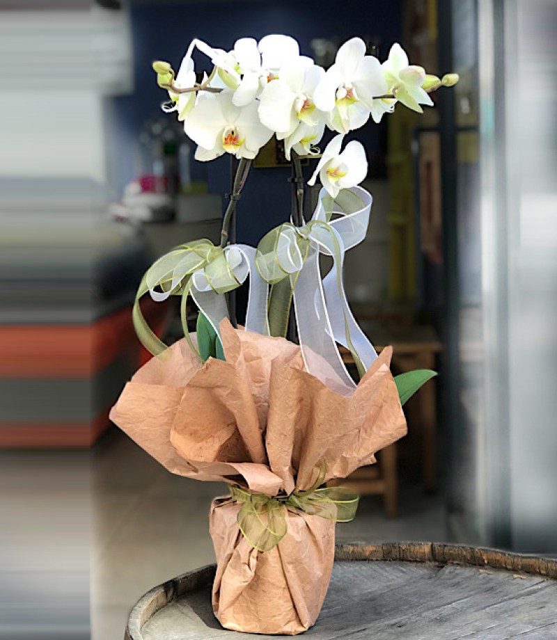 İki Dallı Beyaz Orkide KRAFT AMBALAJ