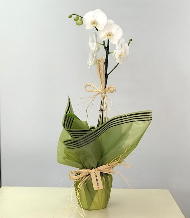 Tekli Beyaz Orkide Çiçeği